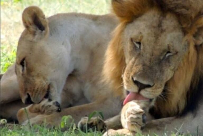 Leones de un parque en Singapur dan positivo a COVID-19