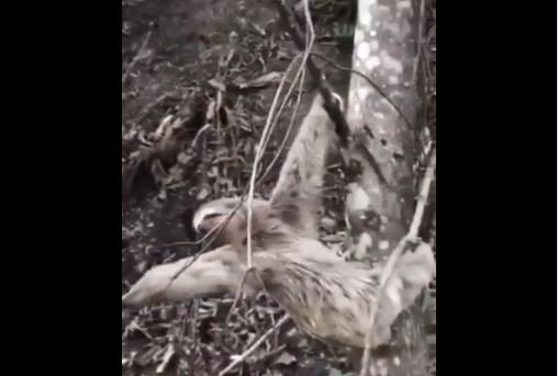 Perezoso agradece a un hombre por ayudarlo a cruzar la carretera