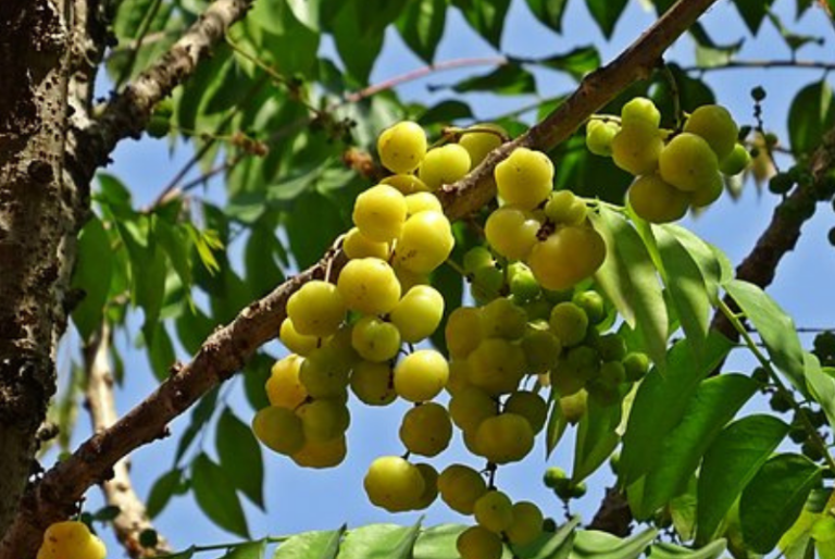 Grosella estrellada: ¿Cuáles son sus propiedades y beneficios?