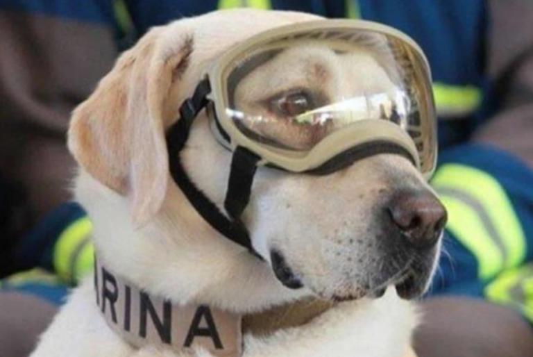 Frida, la perrita rescatista está enferma, te decimos qué tiene
