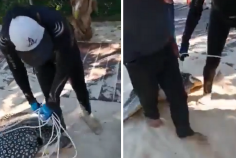 Captan momento en que pescadores arrastran a una mantarraya con ayuda de una cuerda en Playa del Carmen: VIDEO