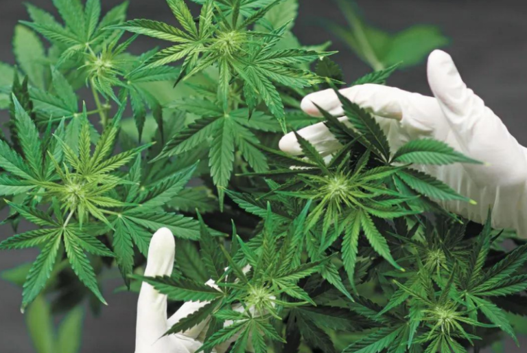 Legalización de la Mariguana en México para fines recreativos aún pendiente