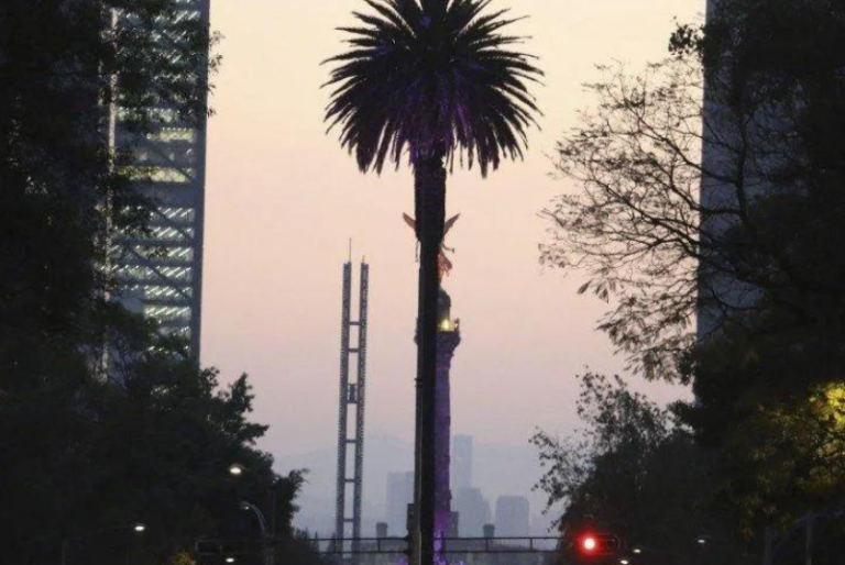 Adiós a la mítica palmera de Reforma en CDMX; esta es la razón