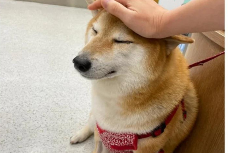 Cheems, el perrito estrella de los memes, está enfermo