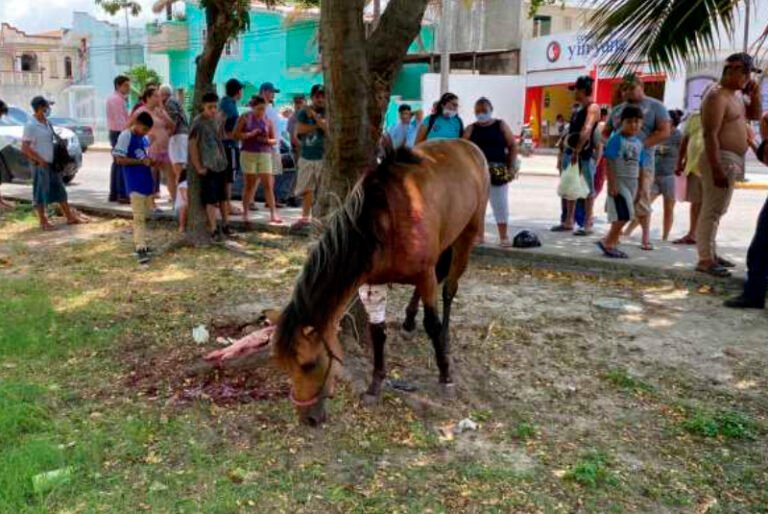 Caballo desbocado choca contra dos vehículos en la Región 91 de Cancún