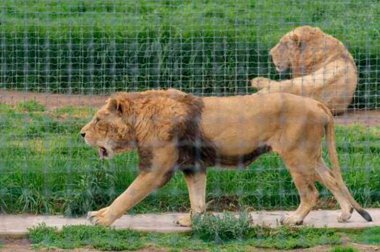 Zoológico de Chapultepec recibe a ocho de los felinos rescatados en el Ajusco