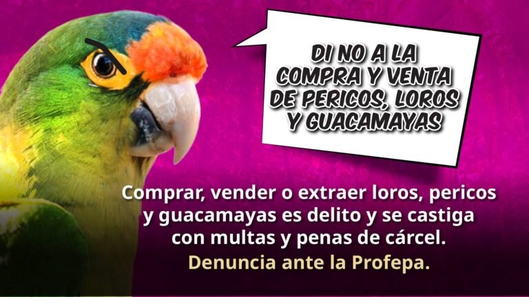 Profepa endurece lucha contra tráfico de aves: “Si compras un loro, podrías terminar en prisión”